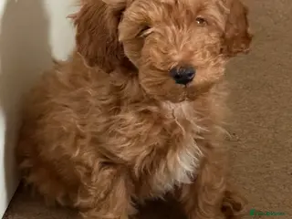 Cockapoo dogs Toy Poodle x Cockapoo Puppies - Last Puppy - Advert 5