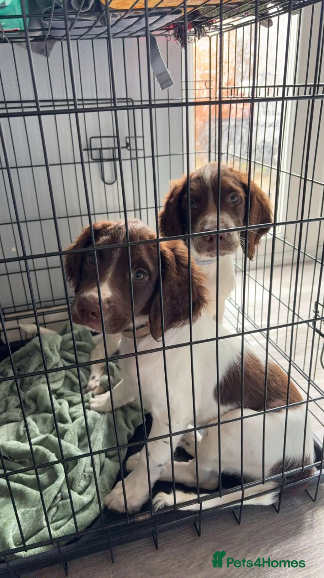 English Springer Spaniel dogs for sale: Female springer spaniel pup - Image 2