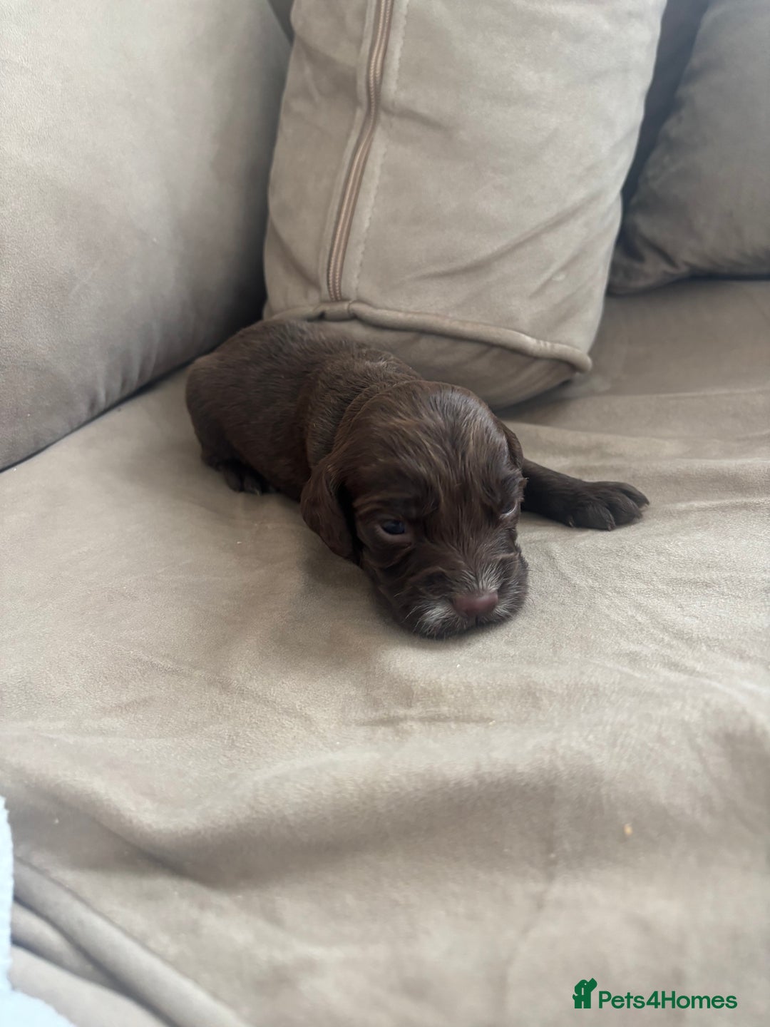 Cocker Spaniel dogs for sale: Cocker spaniel puppies  - Image 27