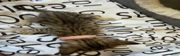 Bengal cats for sale: 🐾 Beautiful Bengal x Maine Coon Kittens 🐾 - Advert 19