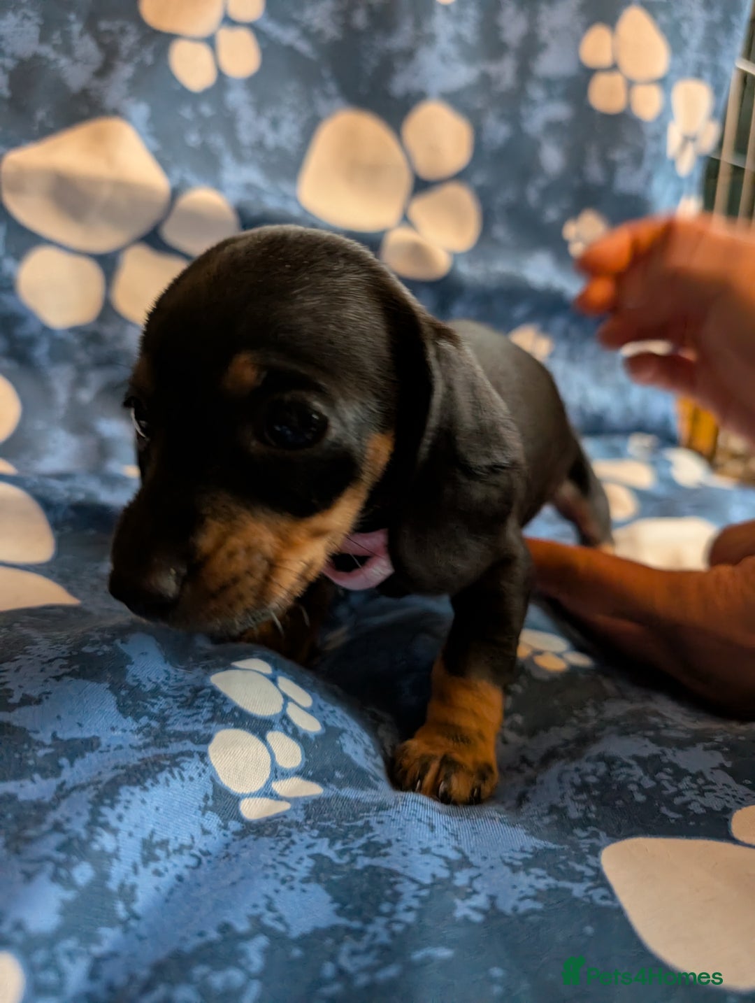 Dachshund dogs for sale: Dachshund Puppies - Image 11