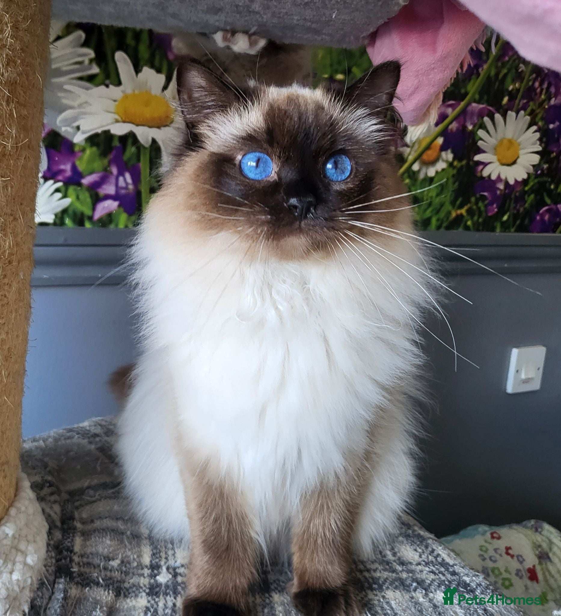 Ragdoll cats Gorgeous mitted Ragdoll girls - Advert 2