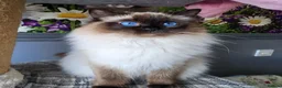 Ragdoll cats for sale: Gorgeous mitted Ragdoll girls - Advert 2