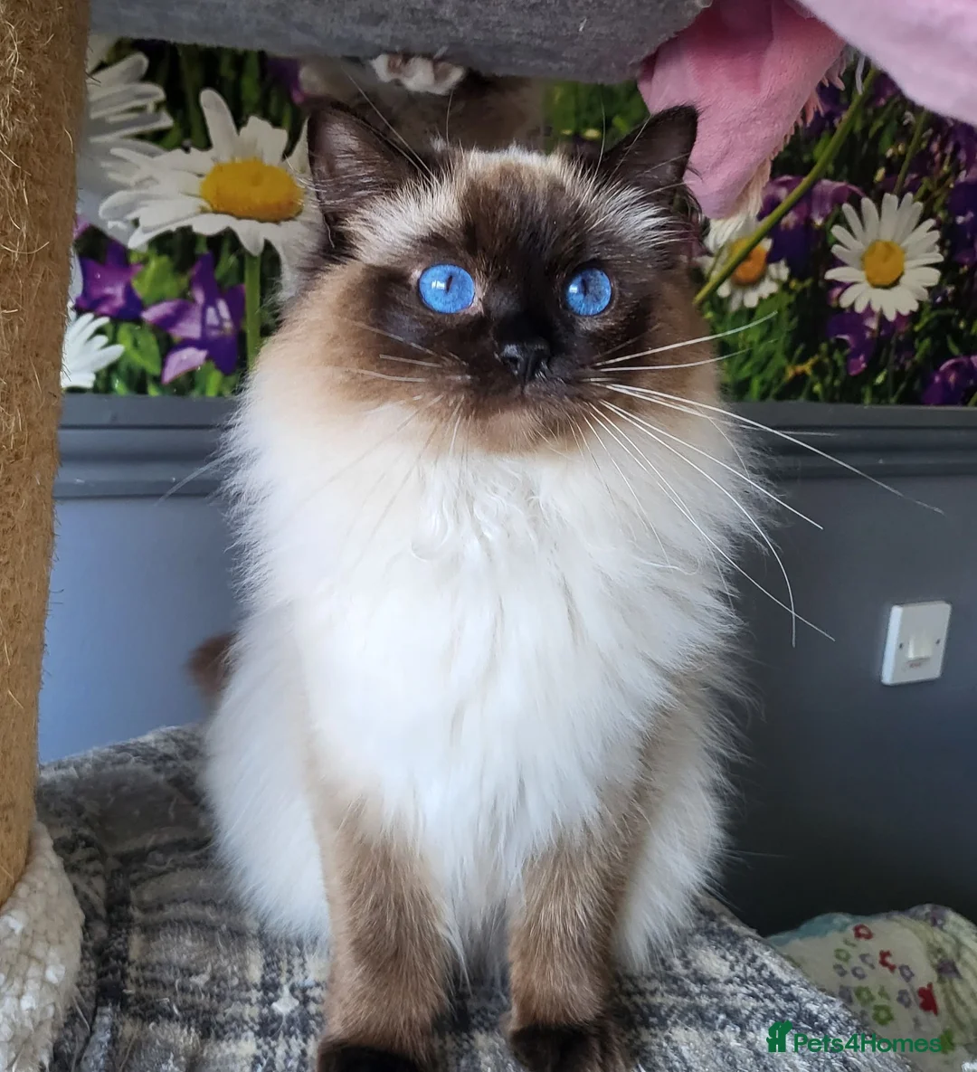 Ragdoll cats for sale: Gorgeous mitted Ragdoll girls - Advert 2