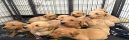 Labrador Retriever dogs for sale: Most Beautiful litter of KC Reg Fox Labradors - Advert 6
