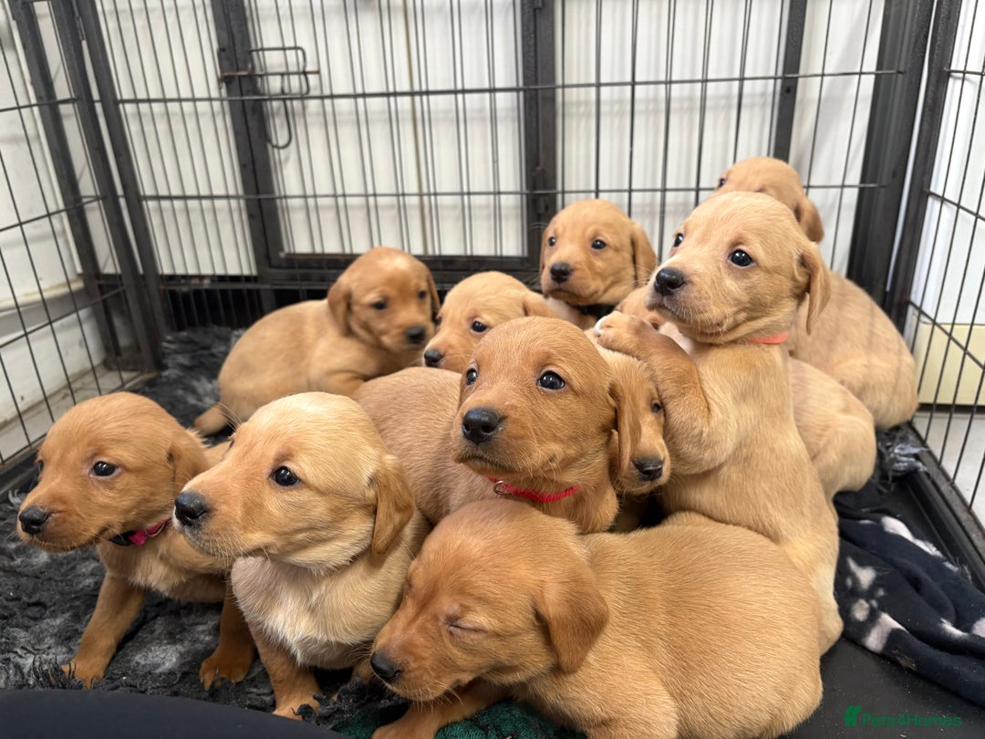 Labrador Retriever dogs for sale: Most Beautiful litter of KC Reg Fox Labradors - Advert 6