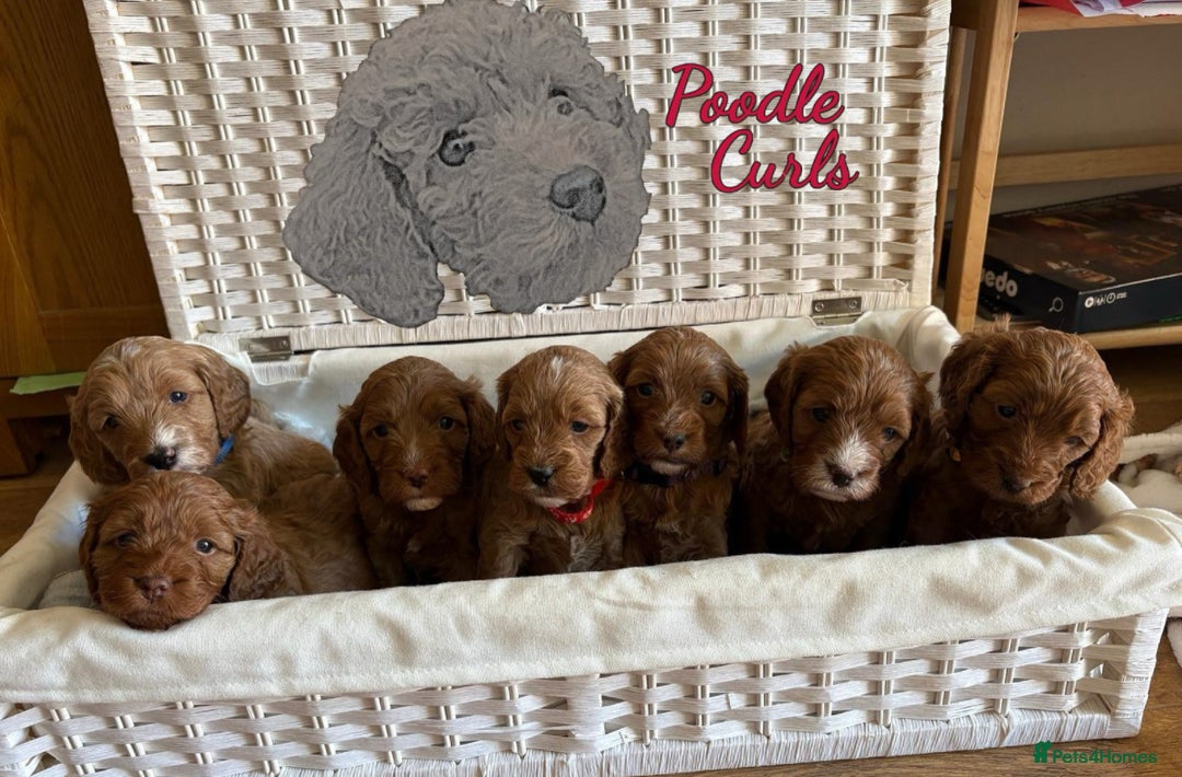 Cavapoo dogs for sale: 🔥 Waiting List for our next litter - F1 Cavapoos - Advert 2