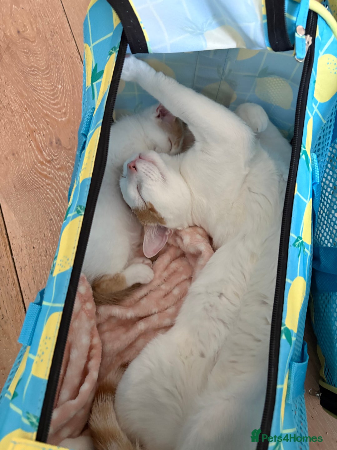 American Shorthair cats for sale: Female Kitten ready to go, need gone ASAP:-( - Image 3