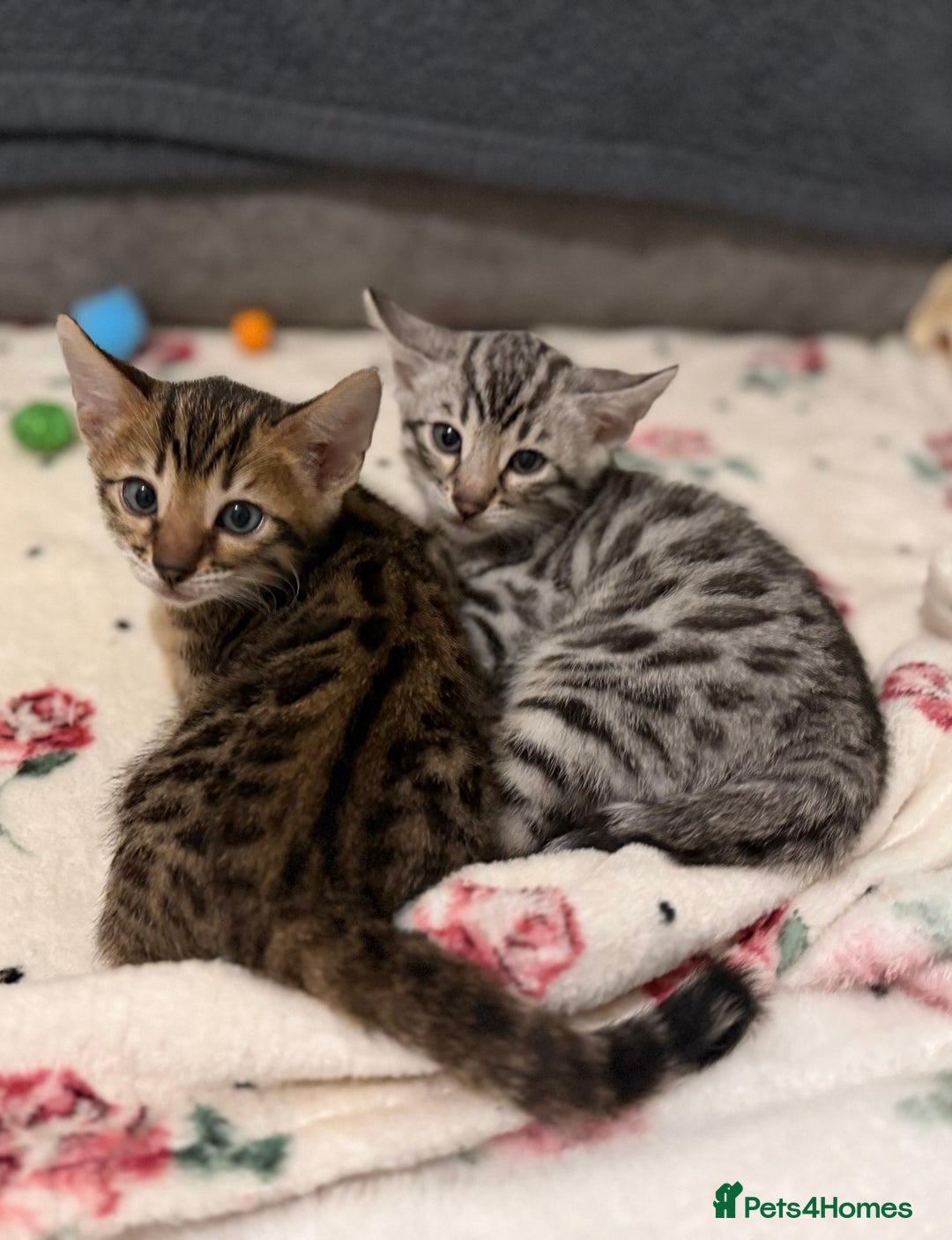 Bengal cats for sale: 🩶 BENGAL 🔥 KITTENS 🤍 TICA REGISTERED  - Advert 14