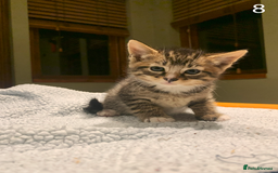 Mixed Breed cats for sale: KITTENS! Batch of cuties for sale in Basinsgtoke - Image 14