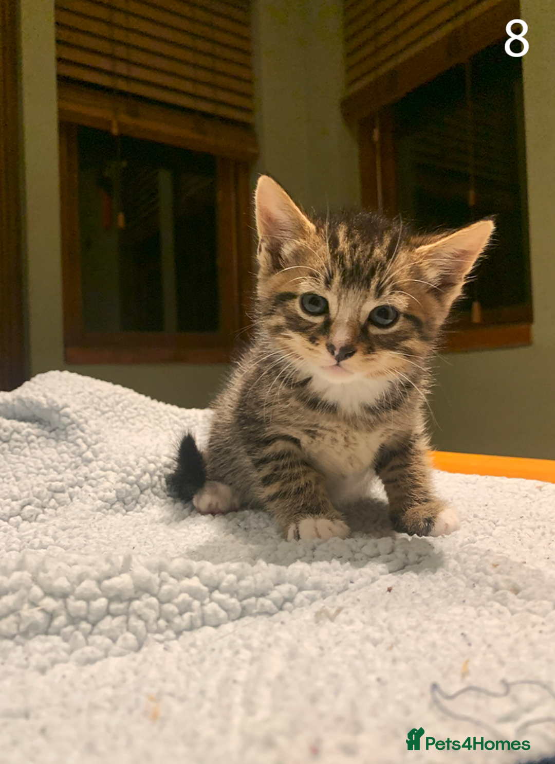 Mixed Breed cats for sale: KITTENS! Batch of cuties for sale in Basinsgtoke - Image 14