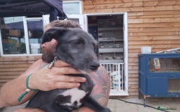 Lurcher dogs for sale: 1 female lurcher pup - Image 5