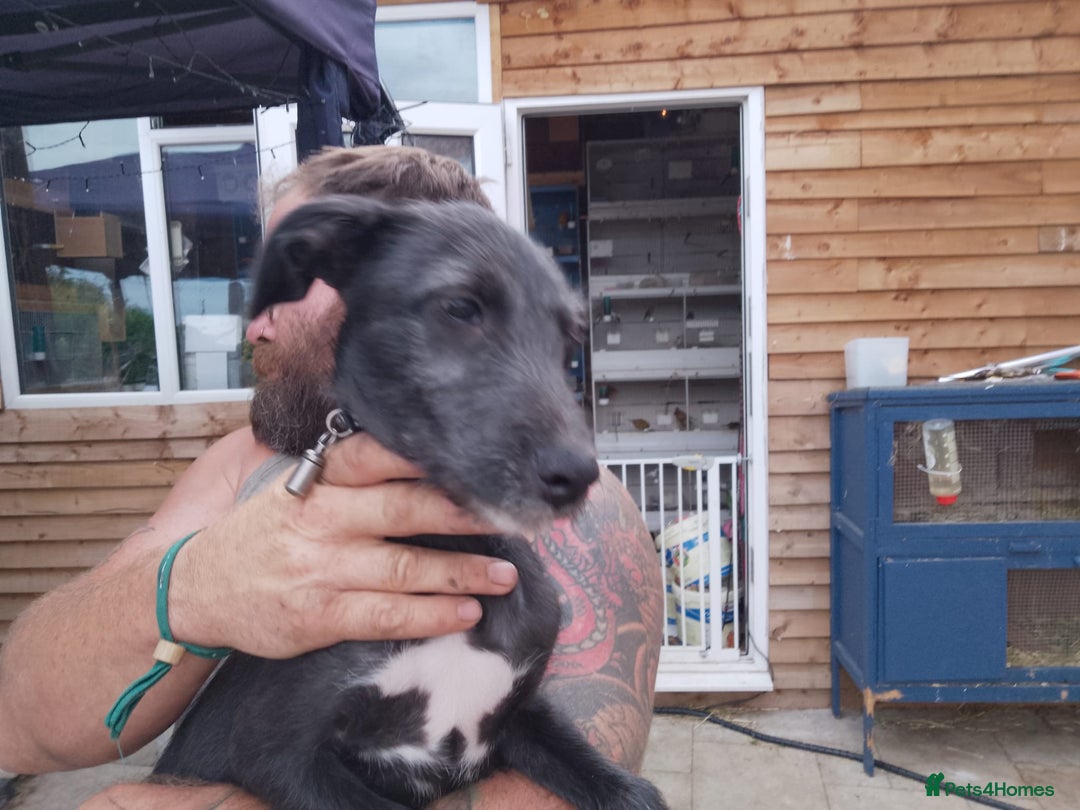 Lurcher dogs for sale: 1 female lurcher pup - Image 5