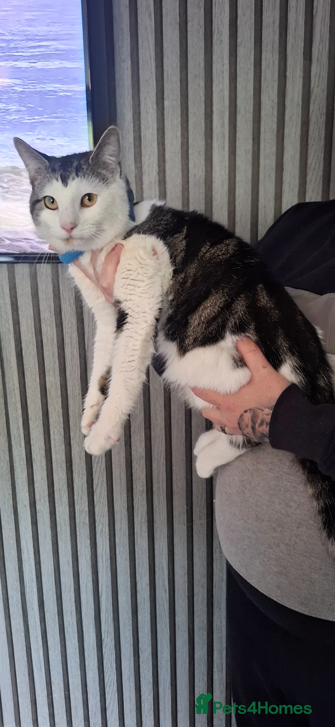 Mixed Breed cats for sale: 1 boy 5 girls looking for a new home  in Ashton-under-Lyne - Advert 13