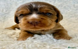 Cocker Spaniel dogs for sale: Full Health Tests KC Reg Showline Cocker Spaniels - Image 12