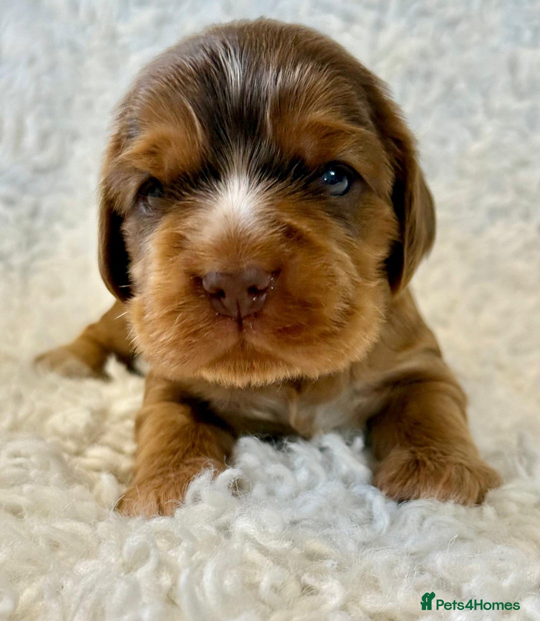 Cocker Spaniel dogs for sale: Full Health Tests KC Reg Showline Cocker Spaniels - Image 12