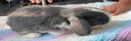 Mini Lop rabbits for sale: 10 weeks old Pure Bred Mini Lop Rabbit For Sale - Advert 5