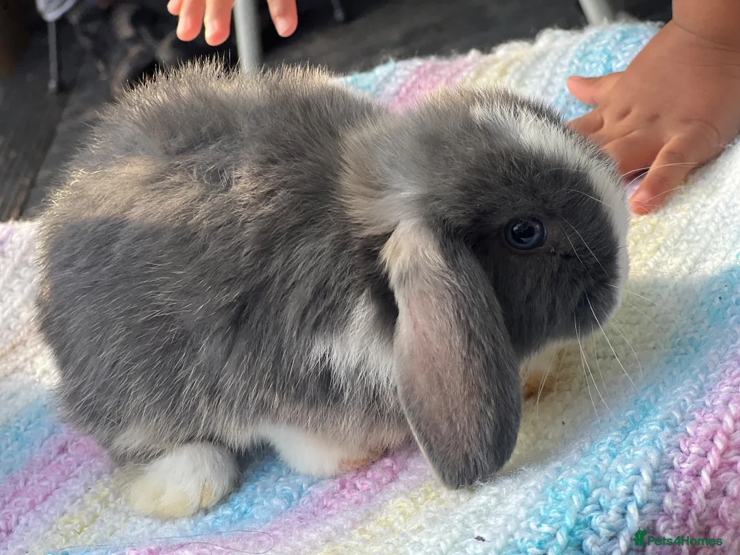Mini Lop rabbits for sale: 10 weeks old Pure Bred Mini Lop Rabbit For Sale - Advert 5