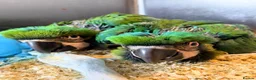 Macaws birds for sale: Milligold Macaw Babies – Two Females Available in Louth - Advert 5