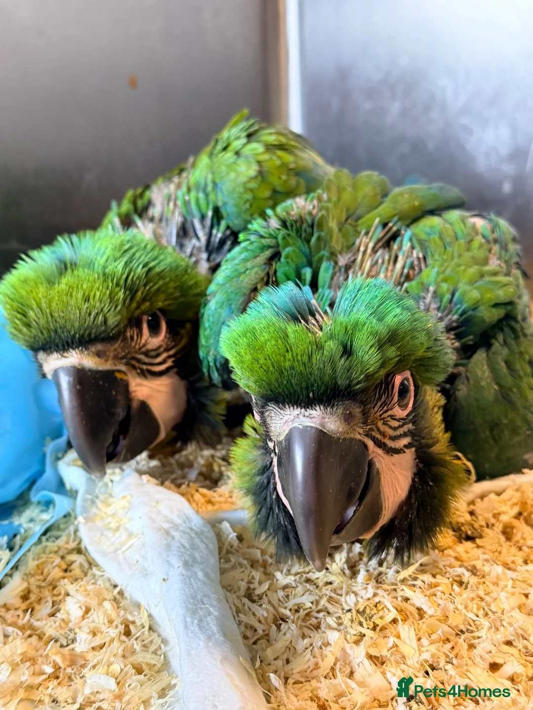 Macaws birds for sale: Milligold Macaw Babies – Two Females Available in Louth - Advert 5