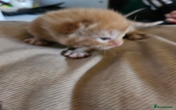 Mixed Breed cats for sale: 4 mixed breed kittens  - Image 3