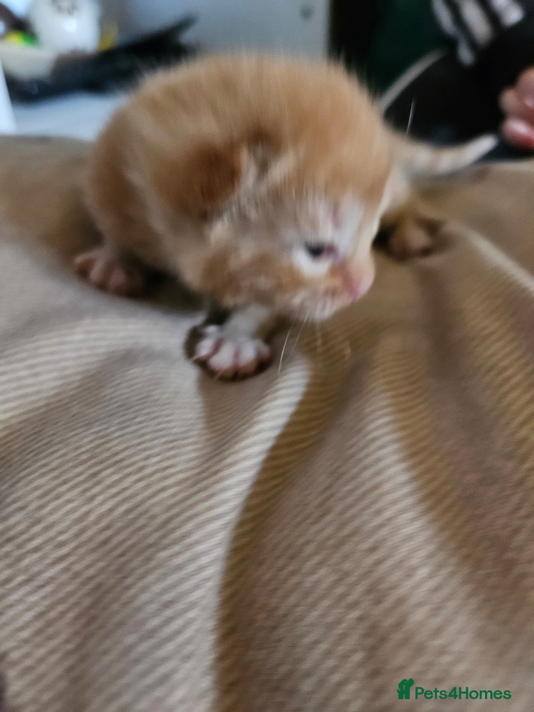 Mixed Breed cats for sale: 4 mixed breed kittens  - Image 3
