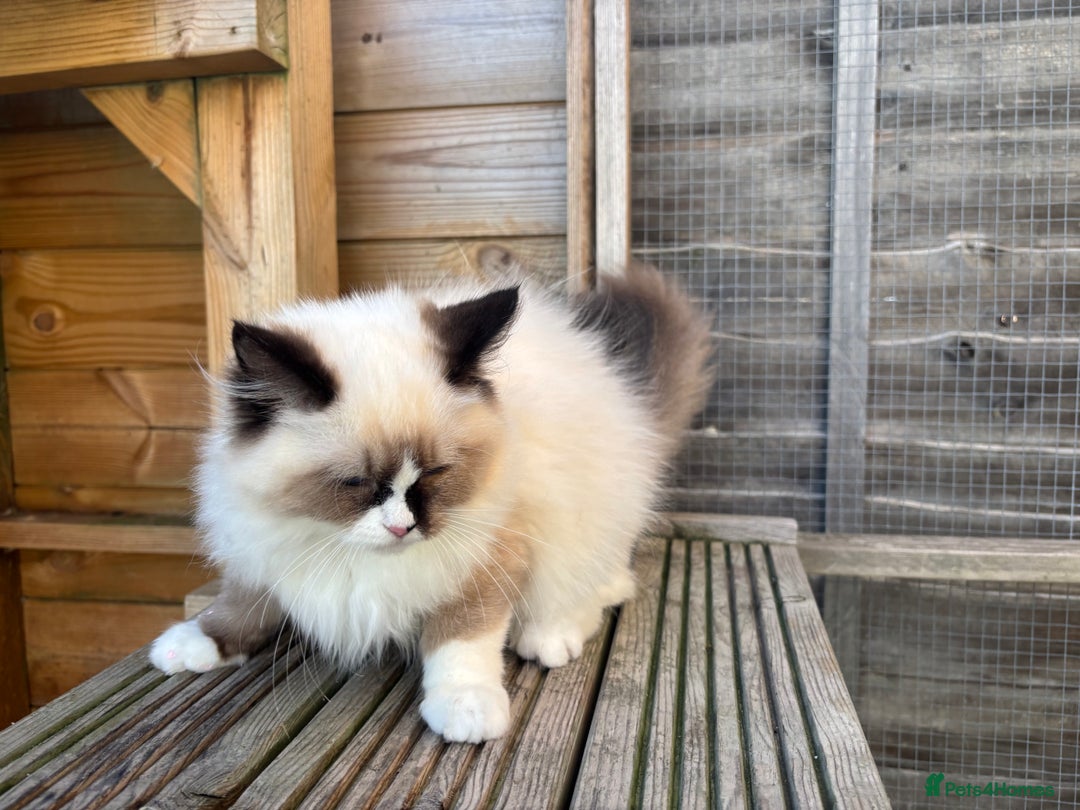 Ragdoll cats for sale: Stunning gccf sealMitted girl really fluffy  - Image 4