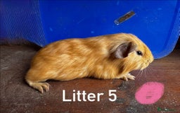 Guinea Pig rodents for sale: Baby Guinea Pigs For Sale - Image 11