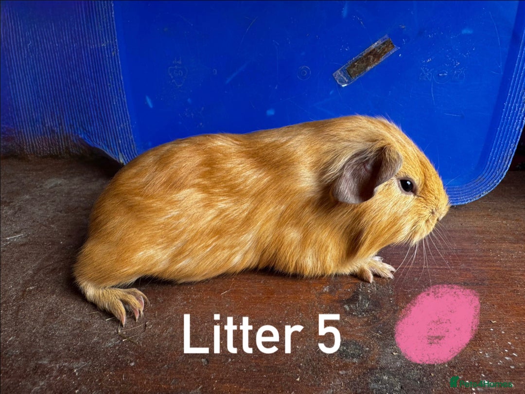 Guinea Pig rodents for sale: Baby Guinea Pigs For Sale - Image 11