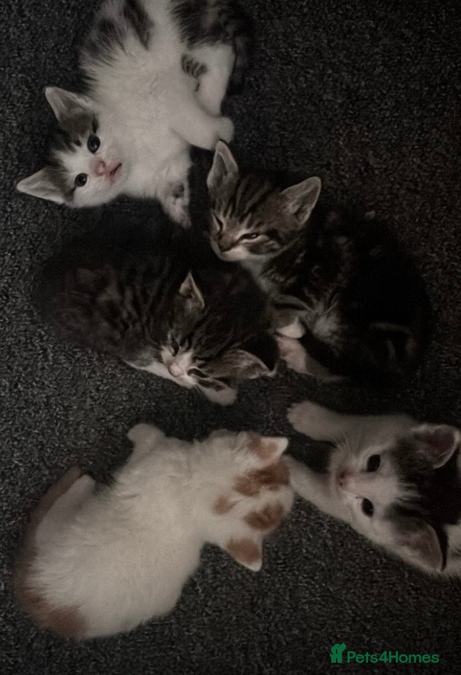 British Shorthair cats 5 beautiful kittens  - Advert 1