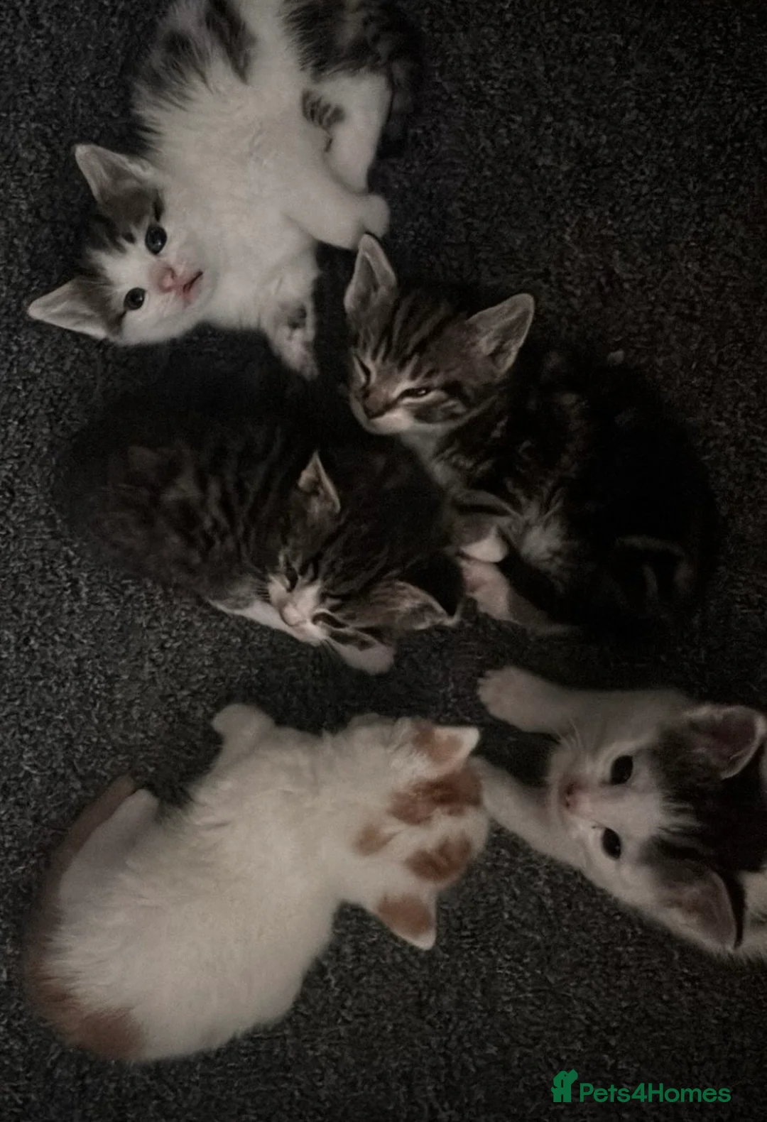 British Shorthair cats for sale: 5 beautiful kittens  - Advert 1
