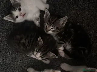 British Shorthair cats 5 beautiful kittens - Advert 1