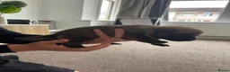 Mixed Breed dogs for sale: Malinois x GSD Puppies | Health Checked in Fleetwood - Advert 15