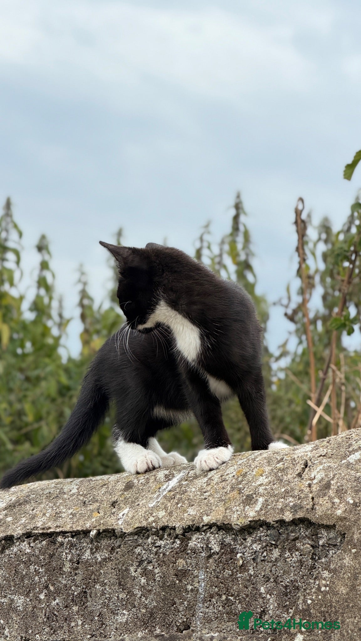 Mixed Breed cats 1 beautiful kitten left needing furever home  - Advert 11