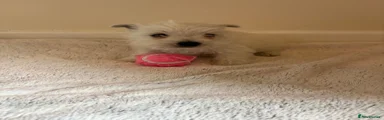 West Highland Terrier Puppy female 