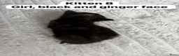 Mixed Breed cats for sale:  9 gorgeous kittens.  - Advert 18