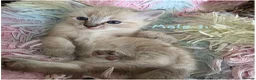 Mixed Breed cats for sale: 🔹️🔹️Lovely Kittens🔹️🔹️Ragdoll x domestic cat.  - Advert 6