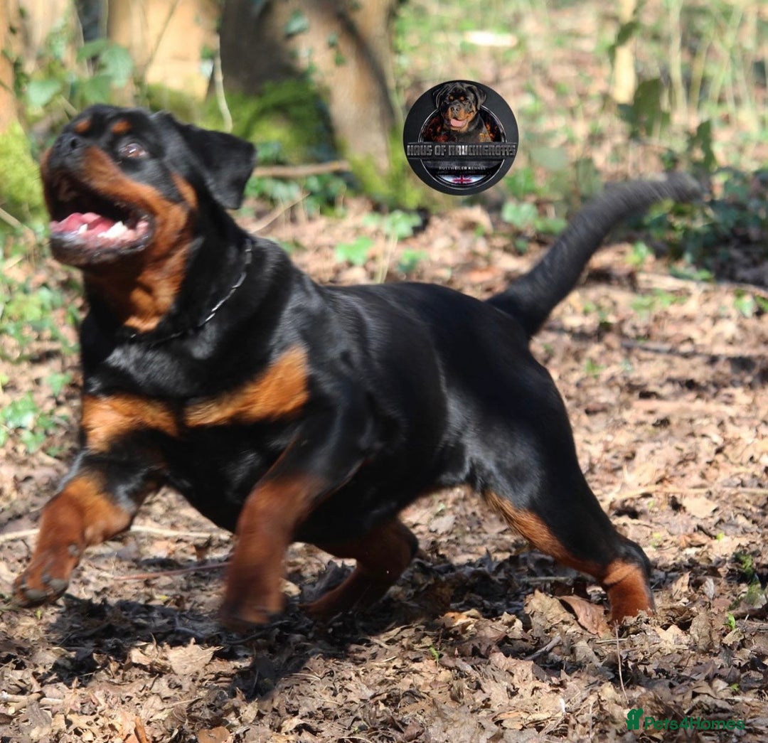 Rottweiler dogs for sale: Top Kc Registered Rottweiler Female Puppies - Advert 15