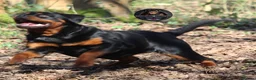 Rottweiler dogs for sale: Top Kc Registered Rottweiler Female Puppies - Advert 22