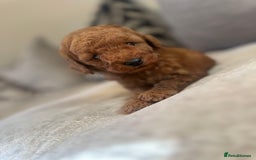 Cockapoo dogs for sale: 🌸Stunning fox red toy cockapoo🌸 - Image 9