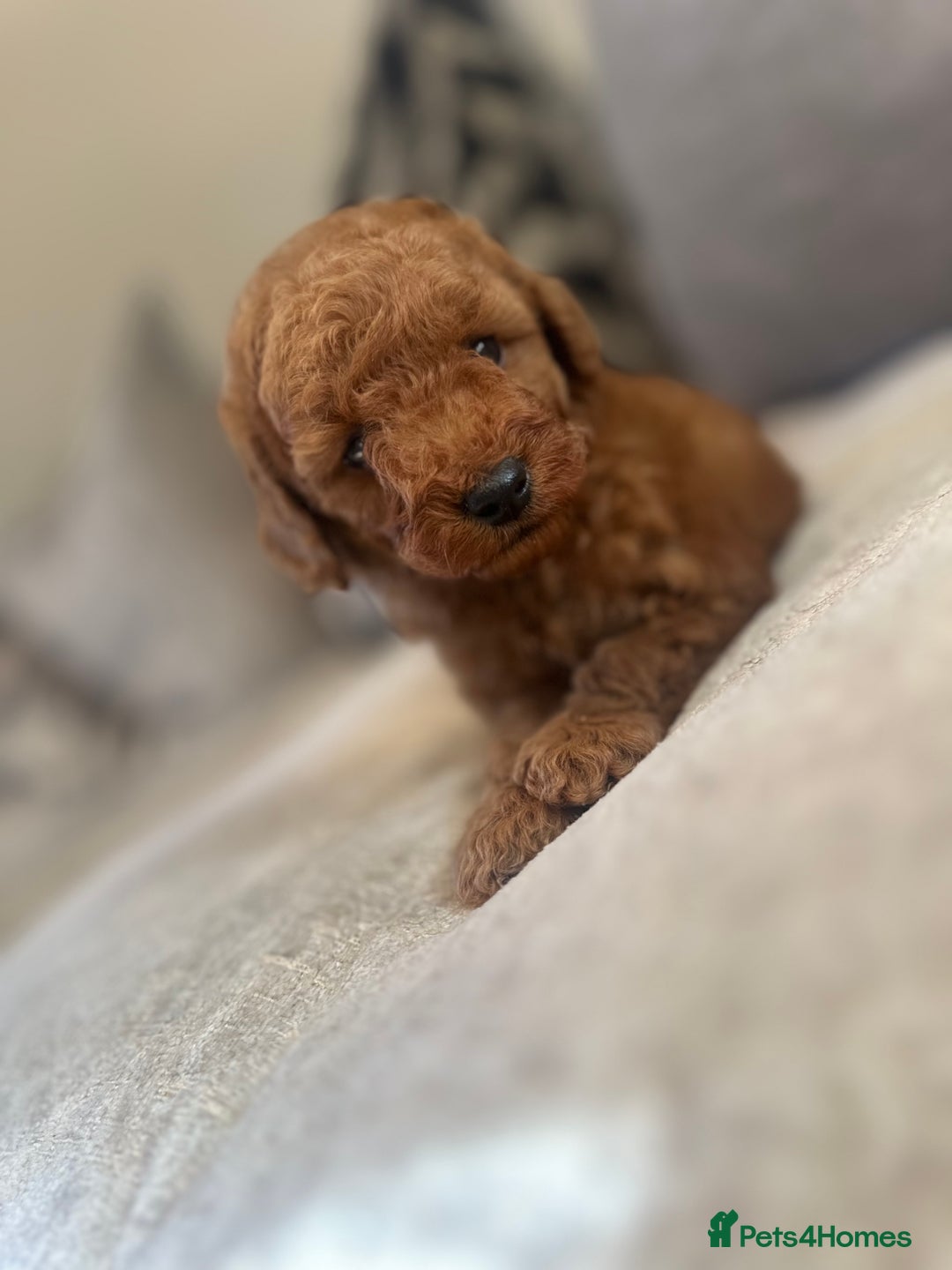 Cockapoo dogs for sale: 🌸Stunning fox red toy cockapoo🌸 - Image 9