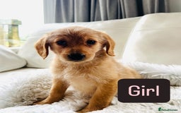 Labradoodle dogs for sale: Gorgeous F1 Labradoodle puppies  - Image 7