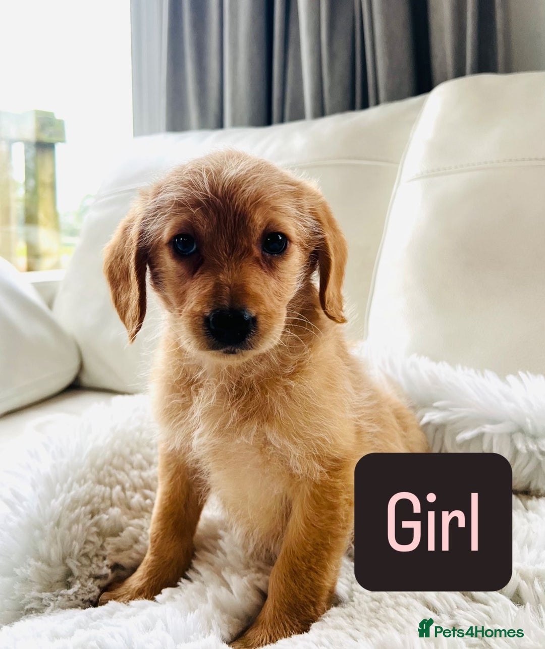 Labradoodle dogs for sale: Gorgeous F1 Labradoodle puppies  - Image 7