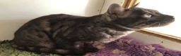 Bengal cats for stud: Unique Black Smoke Bengal stud boy - Advert 3