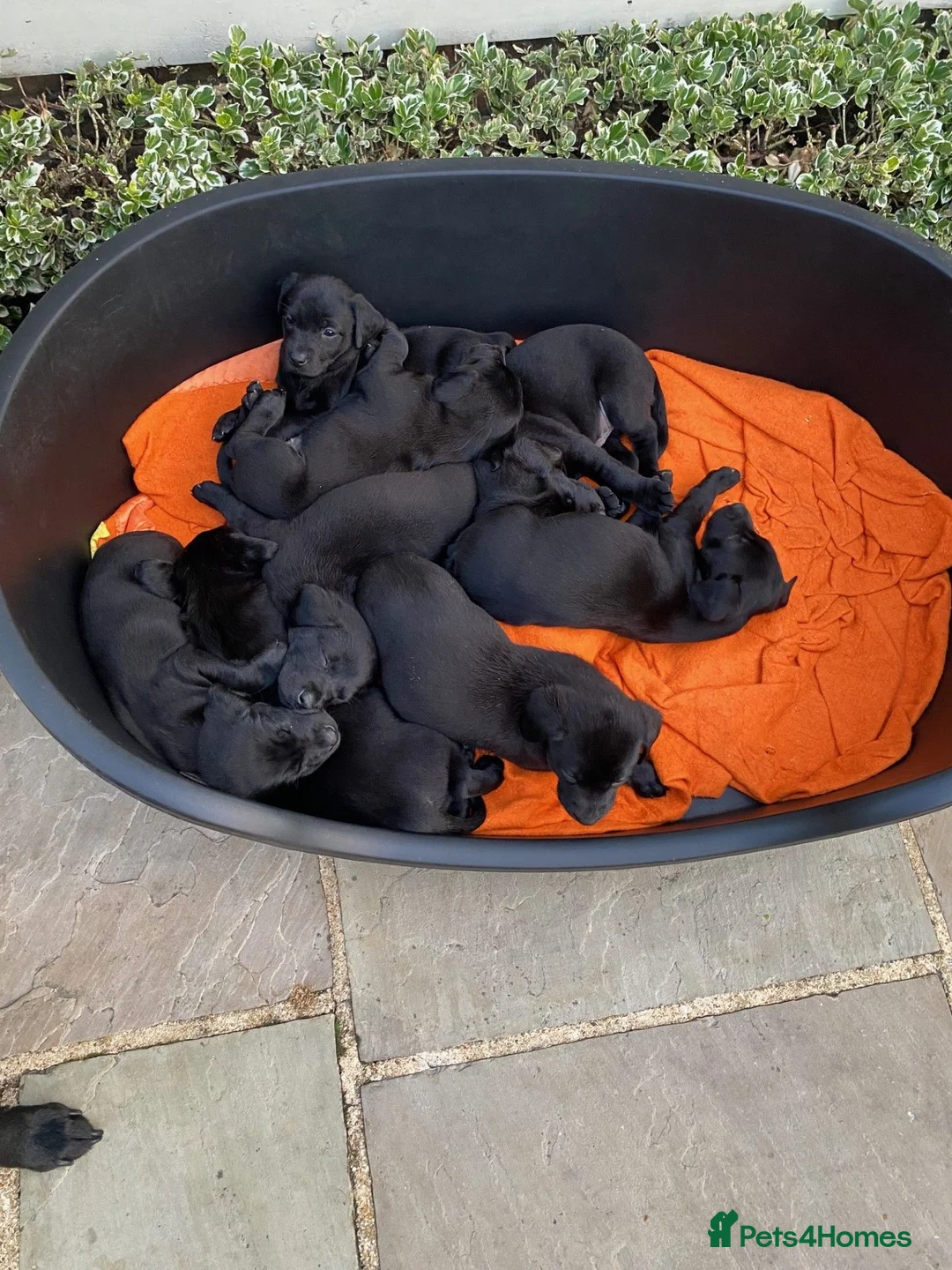Labrador Retriever dogs for sale: Black Labrador puppies KC Reg - working background - Advert 2