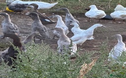 Ducks poultry for sale: Indian Runner Ducks - Image 1