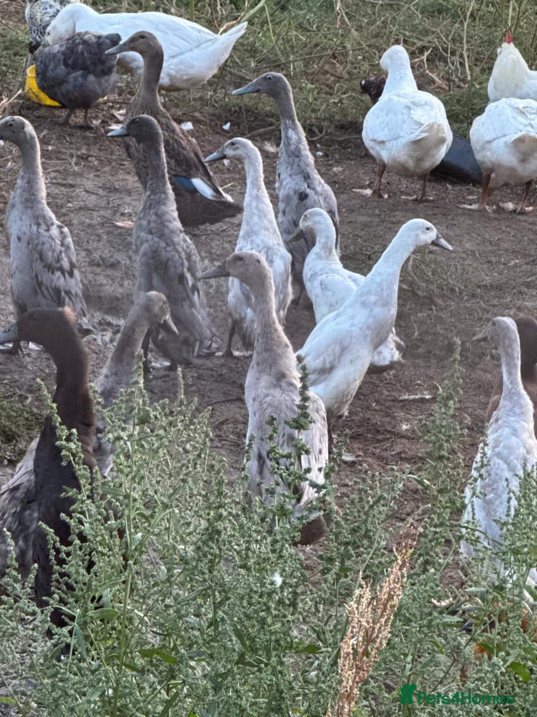 Ducks poultry for sale: Indian Runner Ducks - Image 1