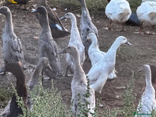 Ducks poultry - Advert 21