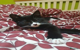 Mixed Breed cats for sale: Kittens  - Image 4