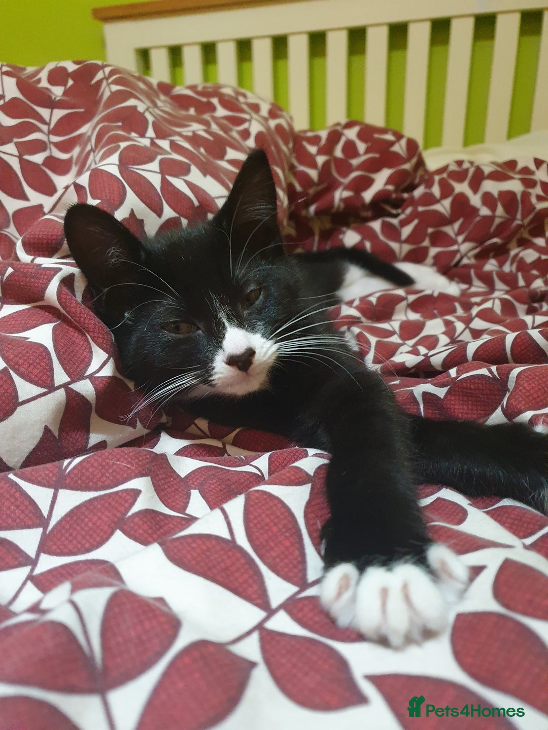 Mixed Breed cats for sale: Kittens  - Image 4